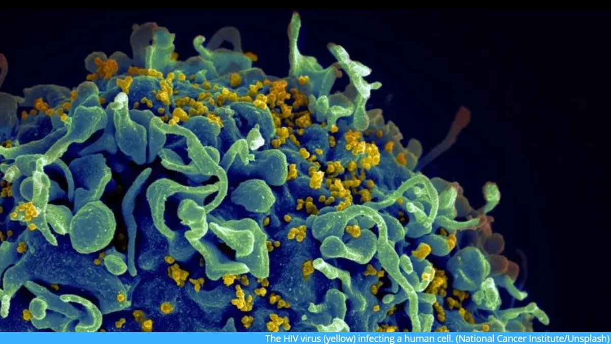 Pembrolizumab อาจจับเชื้อเอชไอวีออกจากเซลล์ภูมิคุ้มกันในผู้ที่ติดเชื้อเอชไอวี