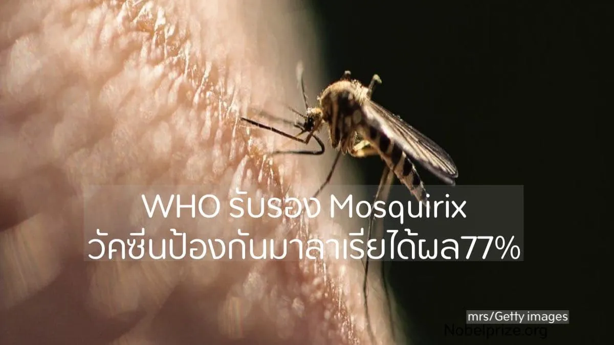 องค์การอนามัยโลกรับรอง Mosquirix วัคซีนมาลาเรียรายแรกของโลก