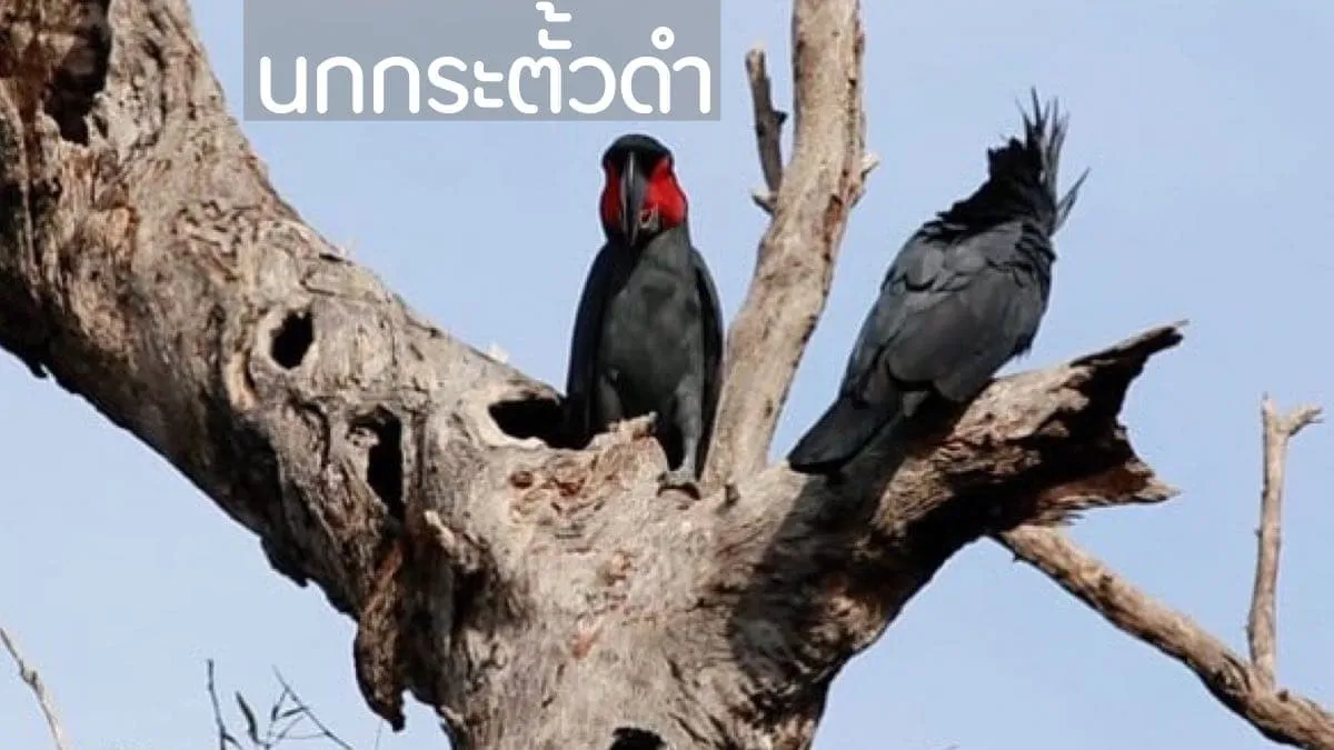 นกกระตั้วดำ นกที่ให้กำเนิดลูก 1 ตัว ใช้เวลาเฉลี่ย 10 ปี